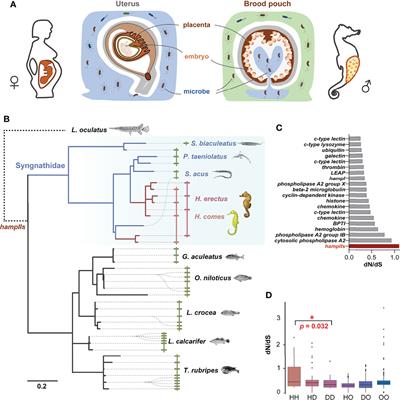 Hepcidin Gene Co-Option Balancing Paternal Immune Protection and Male Pregnancy